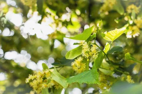 Spring background with closeup of Linden tree flowers Stock Photos