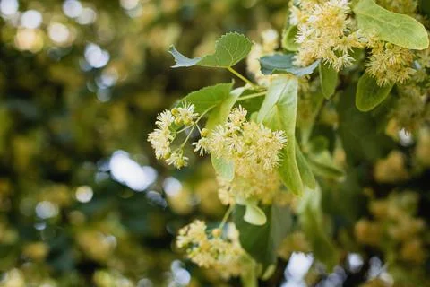 Spring background with closeup of Linden tree flowers Stock Photos