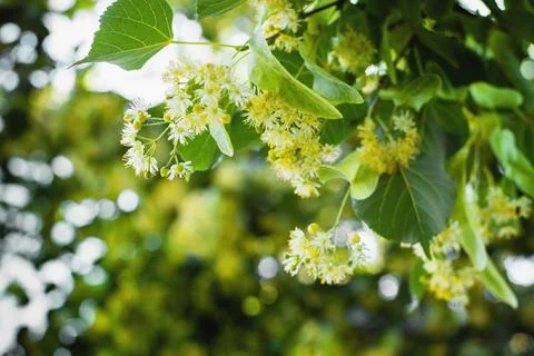 Spring background with closeup of Linden tree flowers Stock Photos