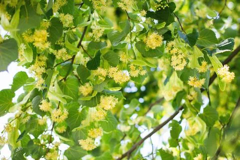 Spring background with closeup of Linden tree flowers Stock Photos