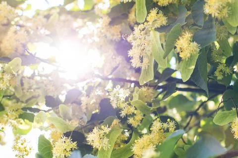 Spring background with closeup of Linden tree flowers Stock Photos