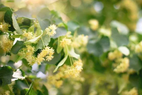 Spring background with closeup of Linden tree flowers Stock Photos