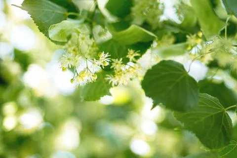 Spring background with closeup of Linden tree flowers Stock Photos