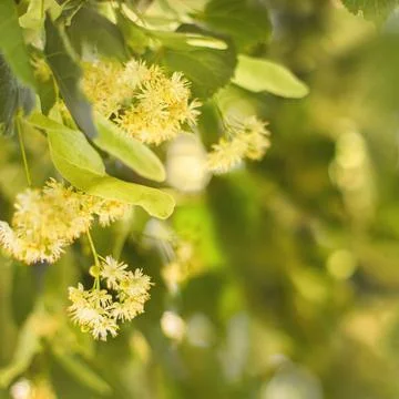 Spring background with closeup of Linden tree flowers Stock Photos