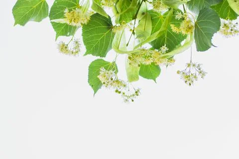 Spring background with closeup of Linden tree flowers Foto stock