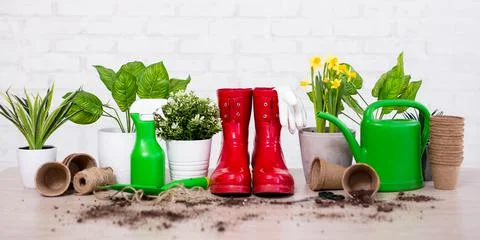 Spring background - composition of potted plants and gardening tools on woode Stockfoto's
