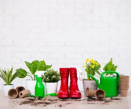 Spring background - composition of potted plants and gardening tools on woode Фото