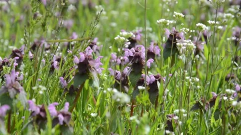 Spring background concept. Violet wildflowers swaying in wind. Stock Footage 153671974