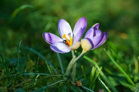 Spring background with Crocus flowers and Lady bug Stock Photos