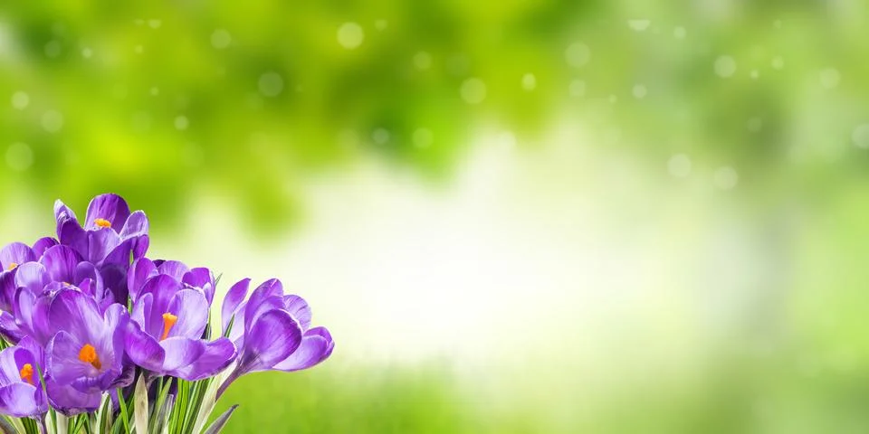 Spring Background with Crocus Stock Photos