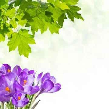Spring Background with Crocus Stock Photos