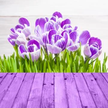 Spring background crocuses wooden panel Stock Photos