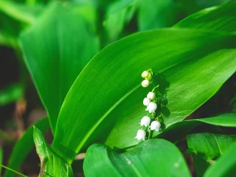 The spring background as a cute May lily flower. Selective focus. Foto stock