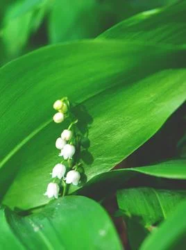 The spring background as a cute May lily flower. Selective focus. Stock Photos