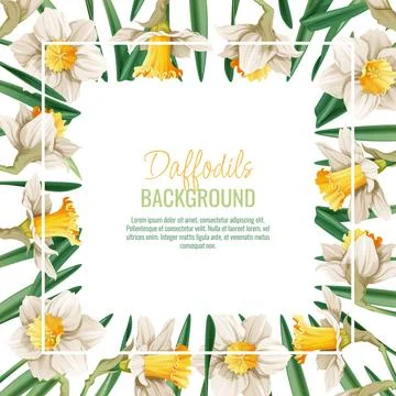 Spring background with daffodils. Postcard, banner for Easter. Spring time... Ilustración de archivo