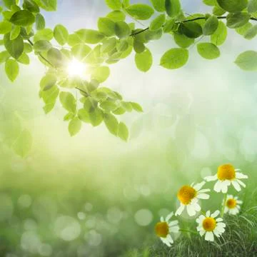 Spring background . daisies Stock Illustration
