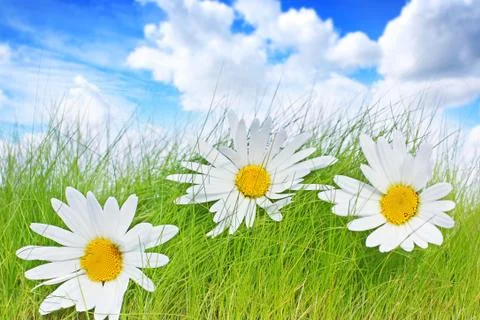 Spring background with daisies Stock Photos