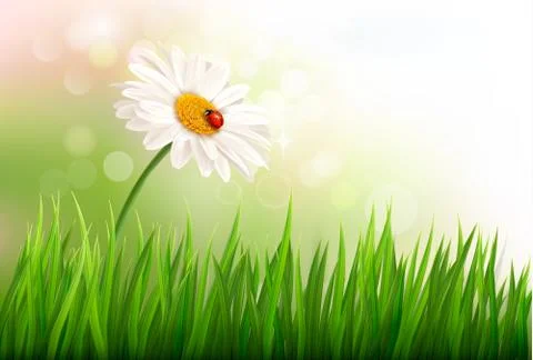 Spring background with a daisy and a ladybug. vector. Stock Illustration
