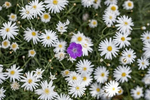 Spring background with daisy field nature photography Stock Photos