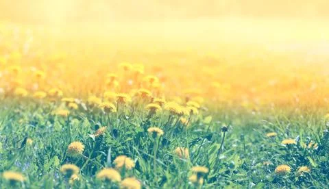 Spring background with dandelions Stock Photos