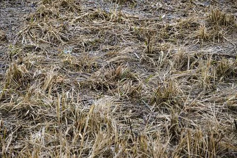 Spring background of dry yellow grass Danger of spring fires Stock Photos