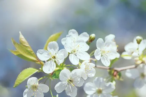 Spring background. flowering branch of cherry in garden against background of Stock Photos