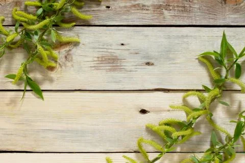 Spring background. Flowering branch of a willow tree on a wooden background. Stock Photos