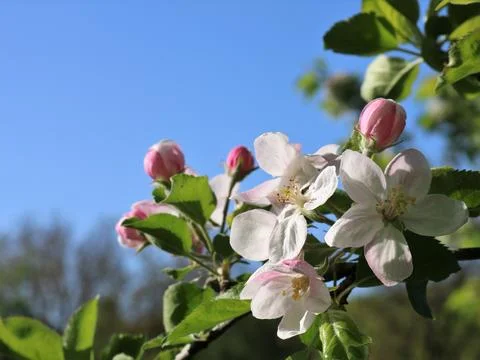 Spring background of flowering trees and copy space Stock Photos