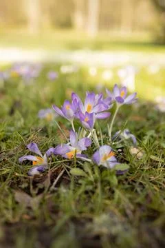 Spring background with Flowering violet Crocus in Early Spring. Lila Iridacea Stock Photos
