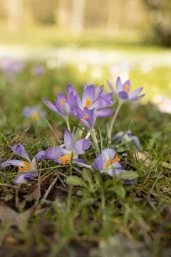 Spring background with Flowering violet Crocus in Early Spring. Lila Iridacea Stock Photos