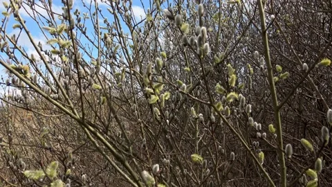 Spring background with flowering willow branches Video stock 183968208