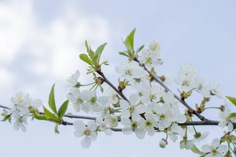 Spring background of flowers. Beautiful spring flowering trees and sunny. Sunny Stock Photos