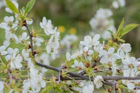 Spring background of flowers. Beautiful spring flowering trees and sunny. Sunny Stock Photos