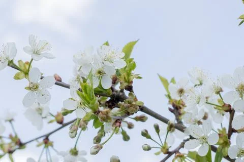 Spring background of flowers. Beautiful spring flowering trees and sunny. Sunny Stock Photos