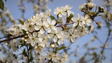 Spring background. Flowers of the cherry blossoms on a spring day Stock Photos