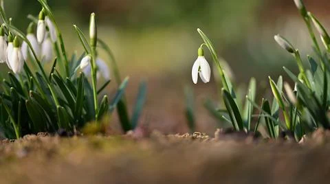 Spring background with flowers. The first spring flowers - snowdrops in the g Stock Photos