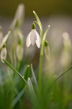 Spring background with flowers. The first spring flowers - snowdrops in the g Stock Photos