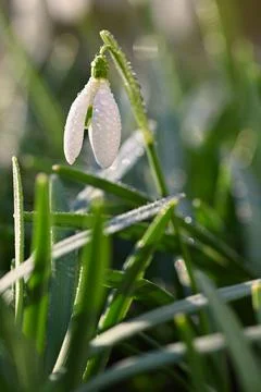 Spring background with flowers. The first spring flowers - snowdrops in the g Stock Photos