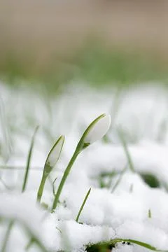 Spring background with flowers. The first spring flowers - snowdrops in the.. 스톡 사진