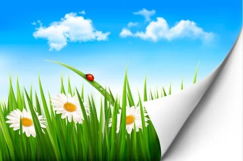 Spring background with flowers, grass and a ladybug. vector. Illustrazione stock