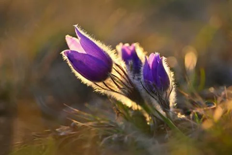 Spring background with flowers in meadow. Pasque Flower (Pulsatilla grandis) Stock Photos