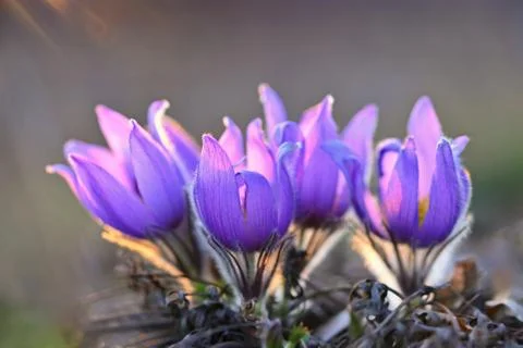 Spring background with flowers in meadow. Pasque Flower (Pulsatilla grandis) 스톡 사진