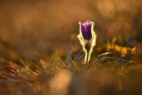 Spring background with flowers in meadow. Pasque Flower (Pulsatilla grandis) Stock Photos