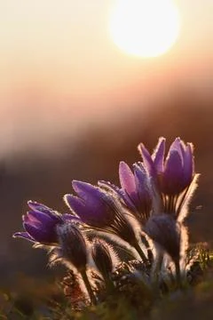 Spring background with flowers in meadow. Pasque Flower (Pulsatilla grandis) Stock Photos