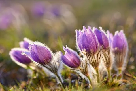 Spring background with flowers in meadow. Pasque Flower (Pulsatilla grandis) Stock Photos