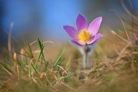 Spring background with flowers in meadow. Pasque Flower (Pulsatilla grandis) Foto stock