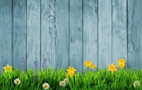 Spring background with flowers Stock Photos