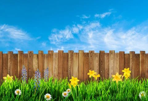 Spring background with flowers Stock Photos