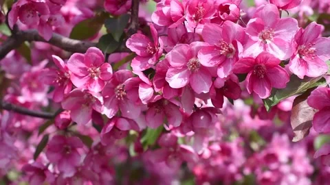 Spring background of flowers.Ornamental apple tree blooming. Stock Footage 182074153