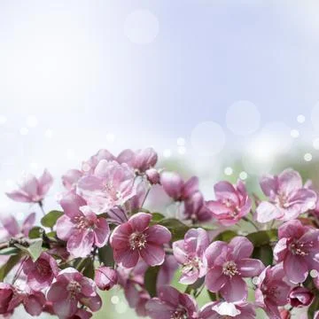 Spring background of flowers.Red apple tree flowers.Space for text.Soft focus Stock Photos